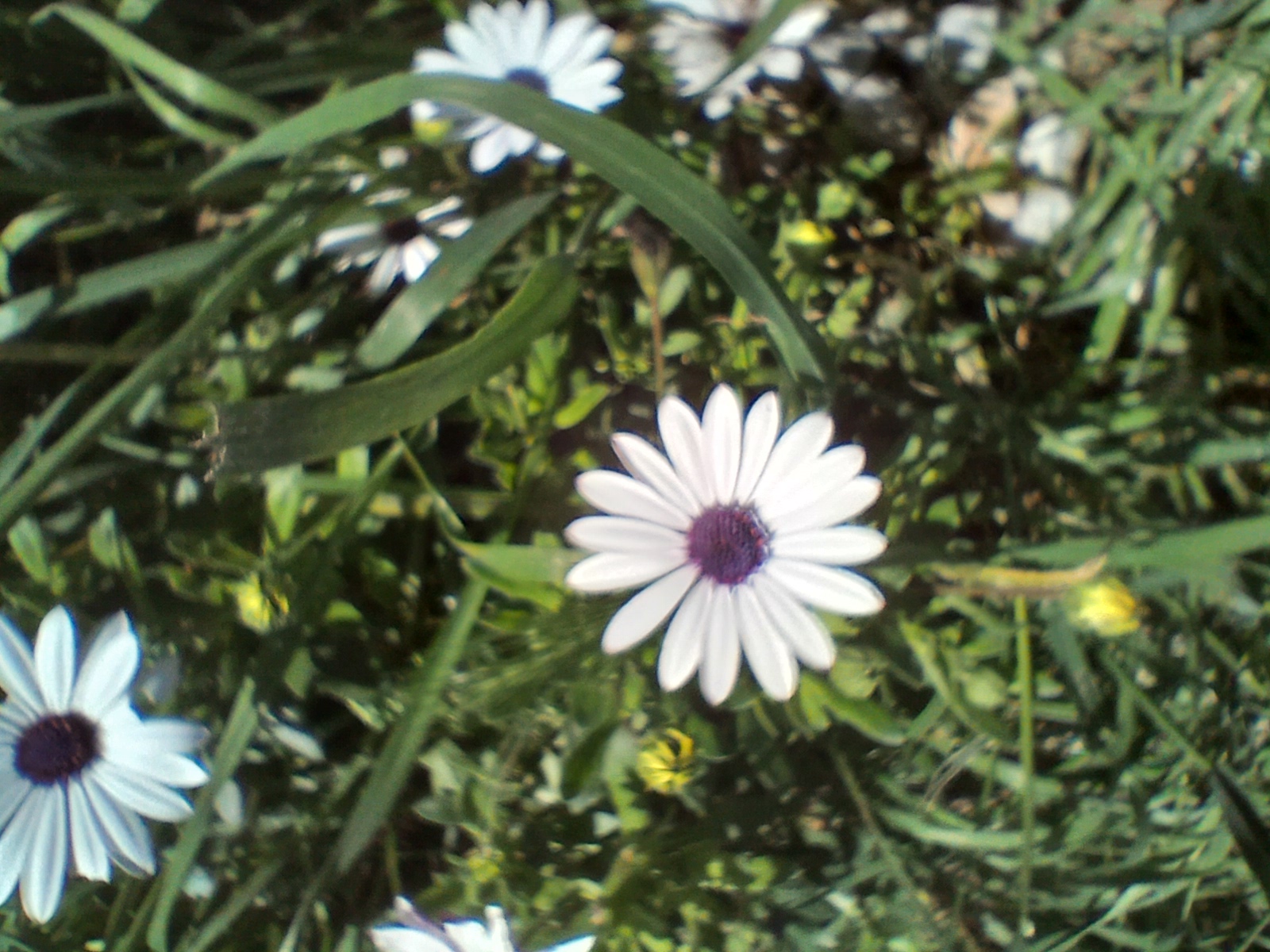 No s'ha trobat l'arxiu